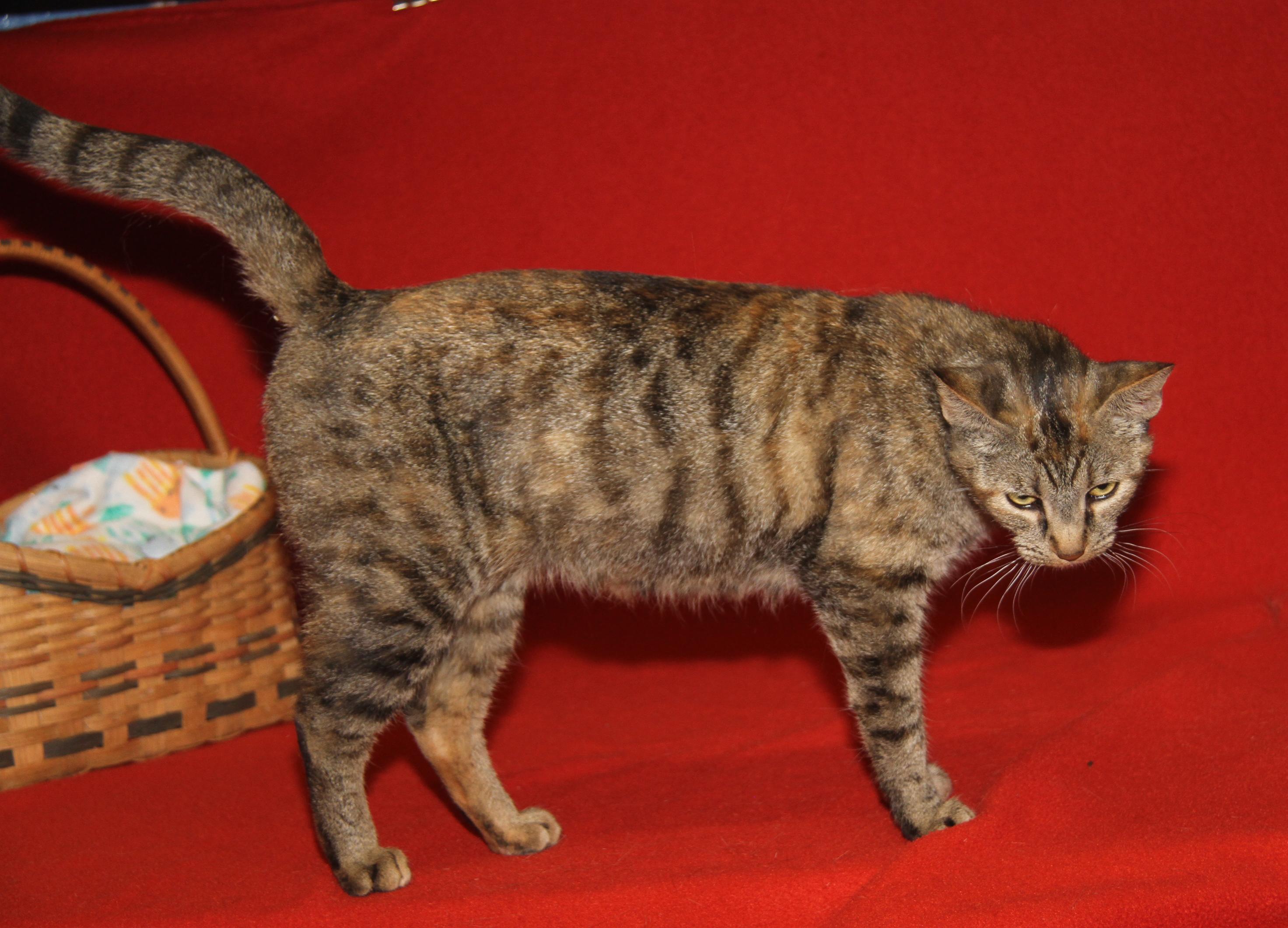 Hasbro (Spayed) (Empty-Nester) photo 3