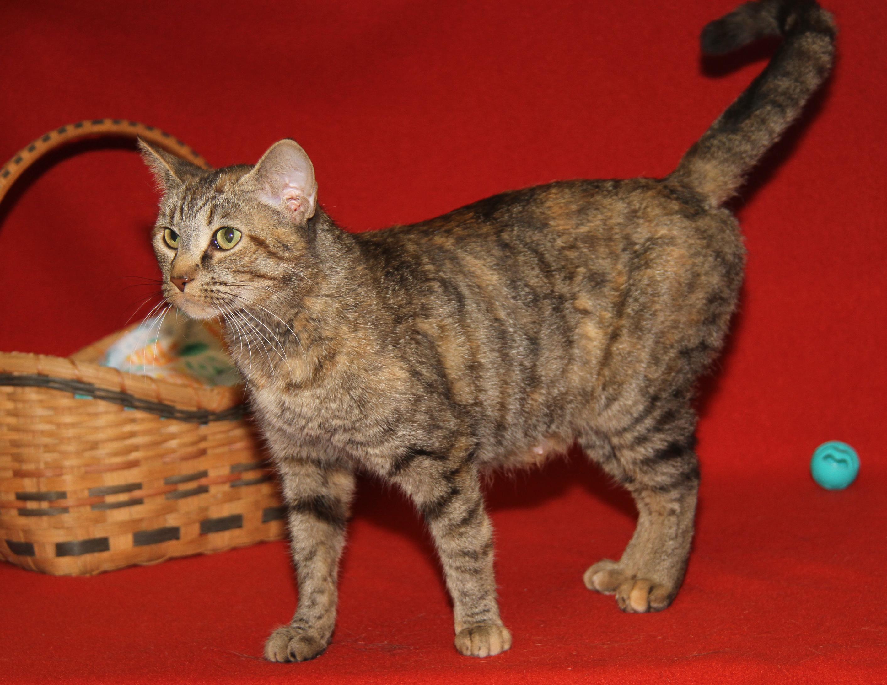 Hasbro (Spayed) (Empty-Nester) photo 6