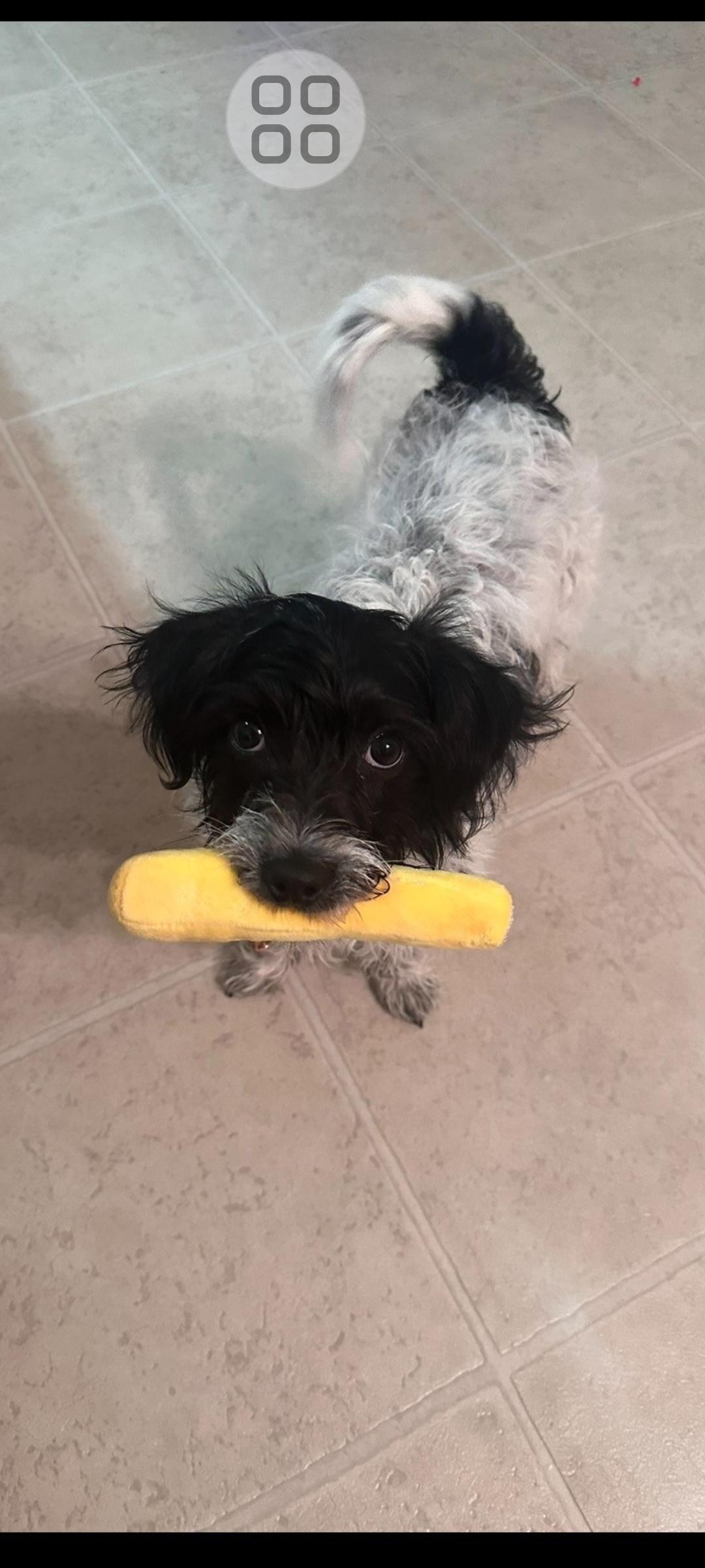 Cleo, adopted, Adult Female Shih Tzu.