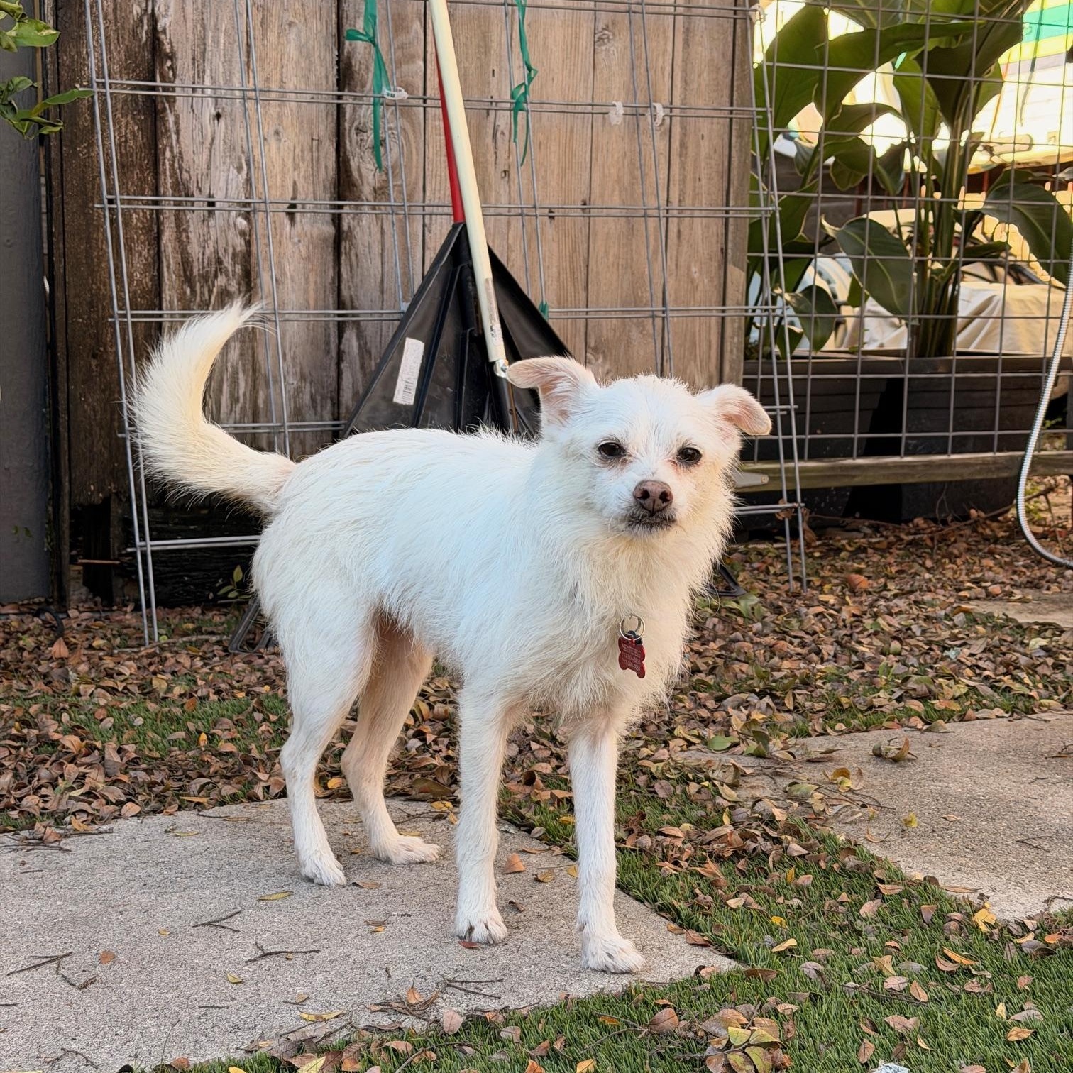 Meet Stewy – Playful, Loyal, and Ready for His Second Chance