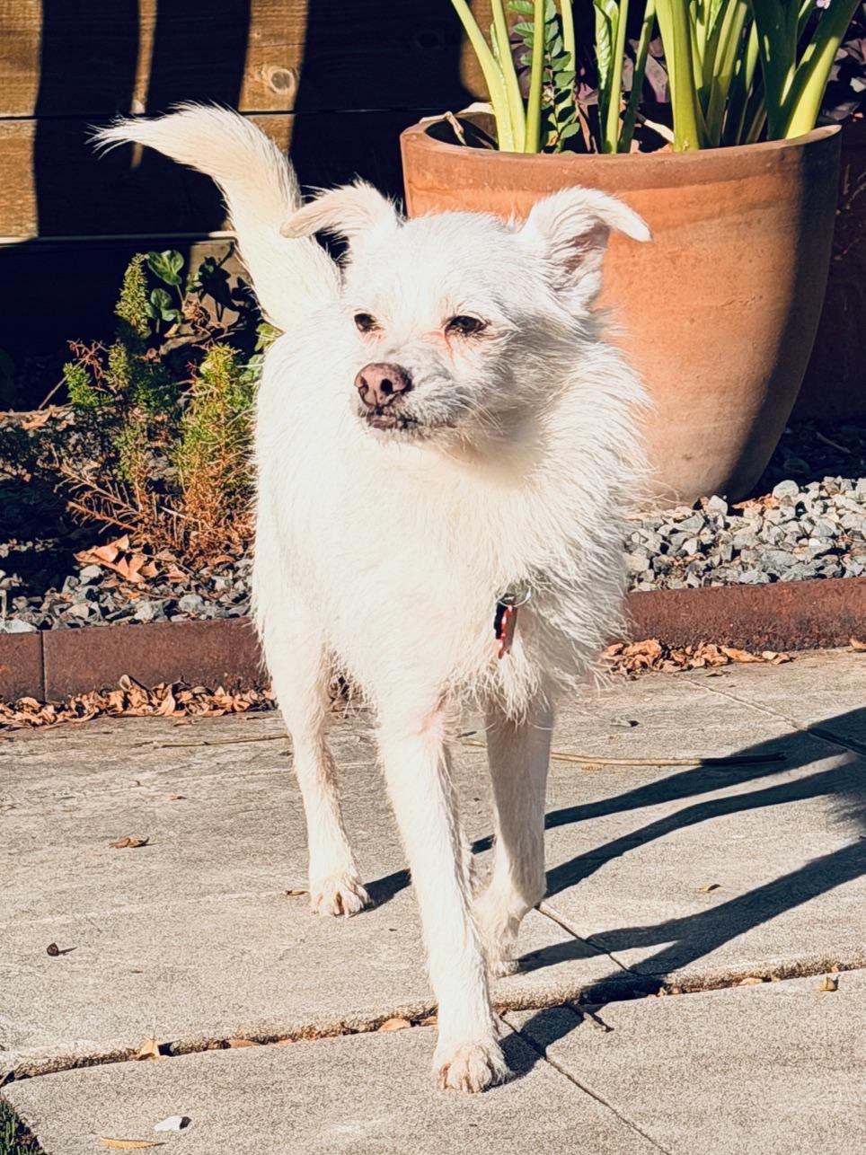 Meet Stewy – Playful, Loyal, and Ready for His Second Chance — thumbnail 2