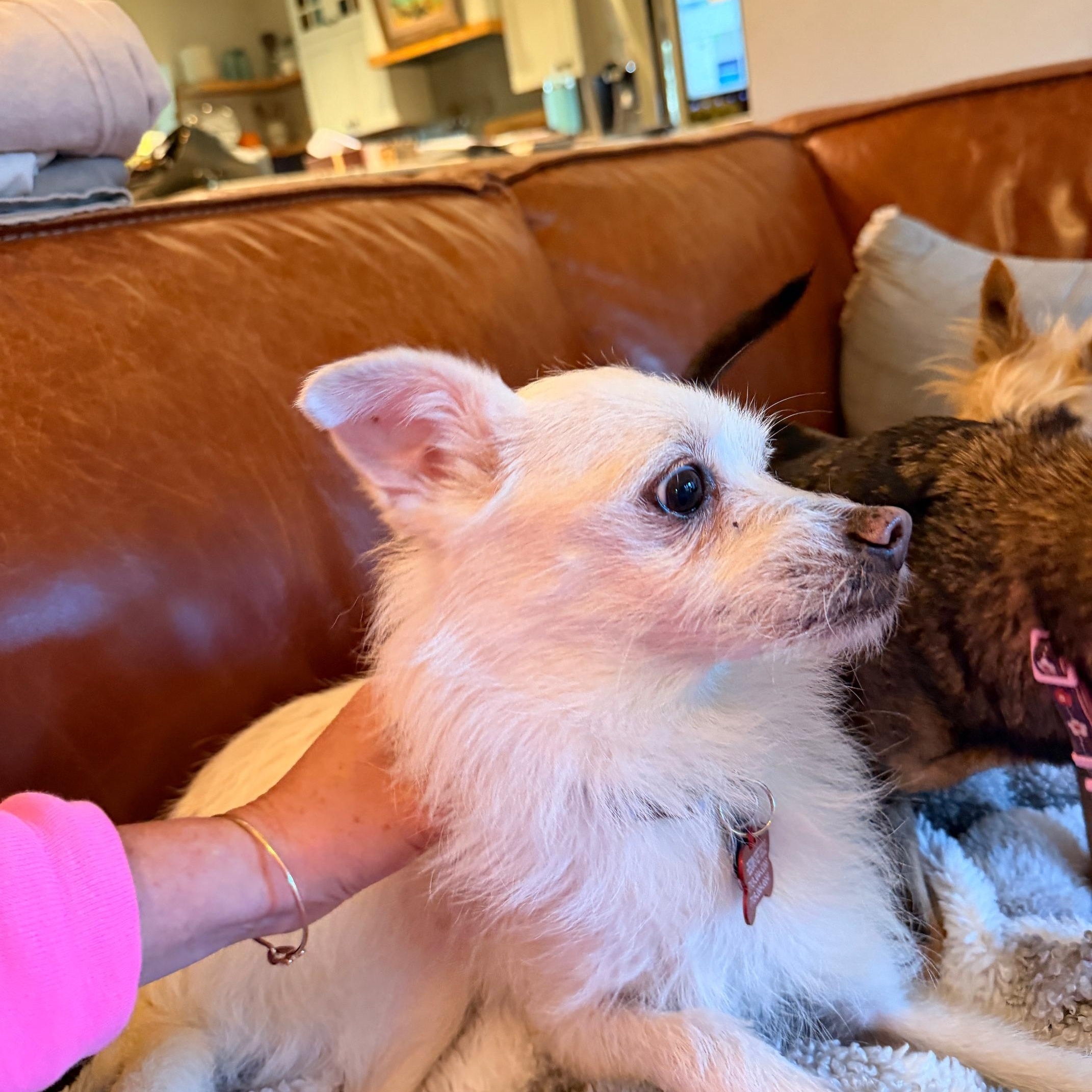 Meet Stewy – Playful, Loyal, and Ready for His Second Chance — thumbnail 3