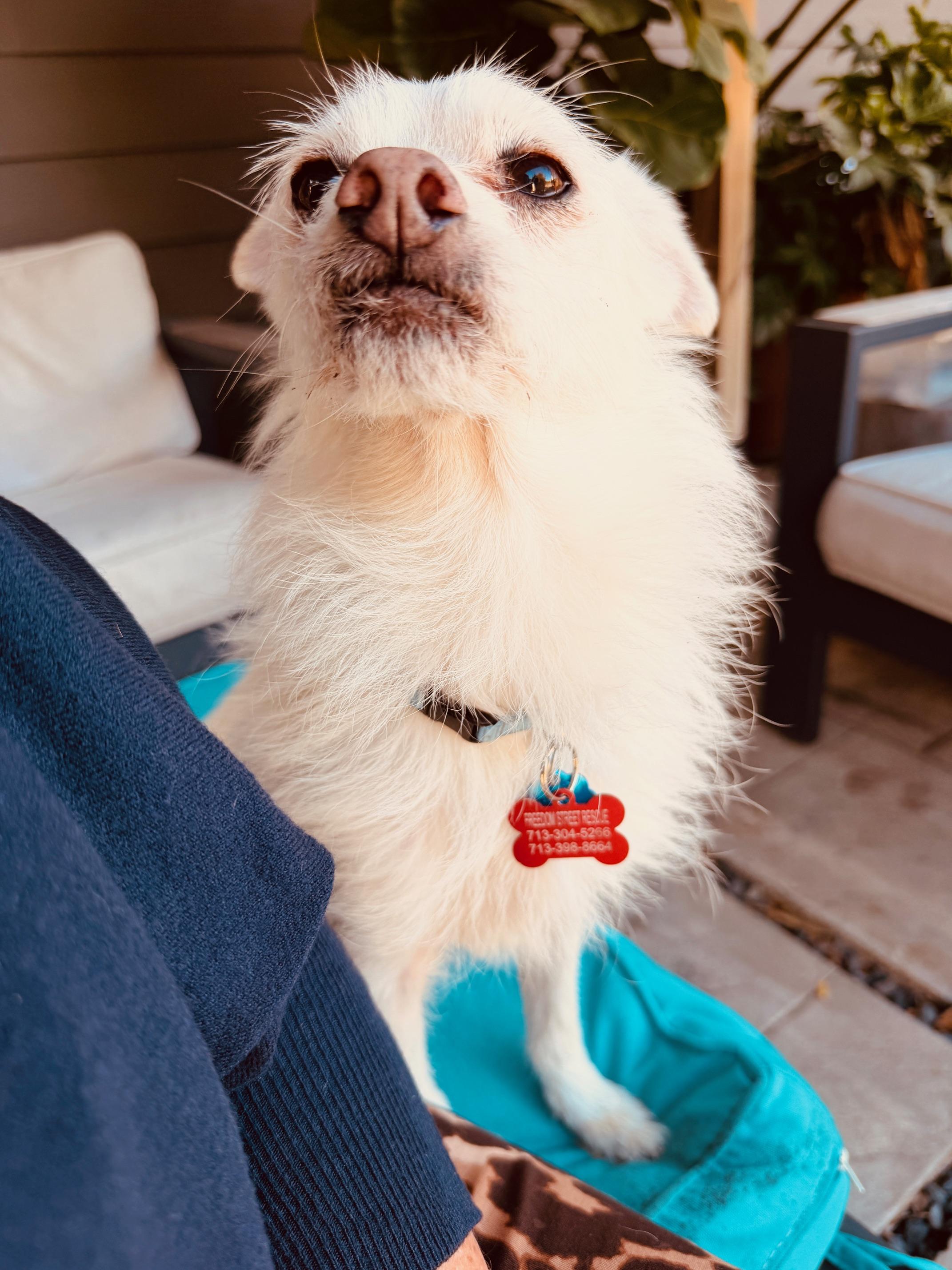 Meet Stewy – Playful, Loyal, and Ready for His Second Chance — thumbnail 5