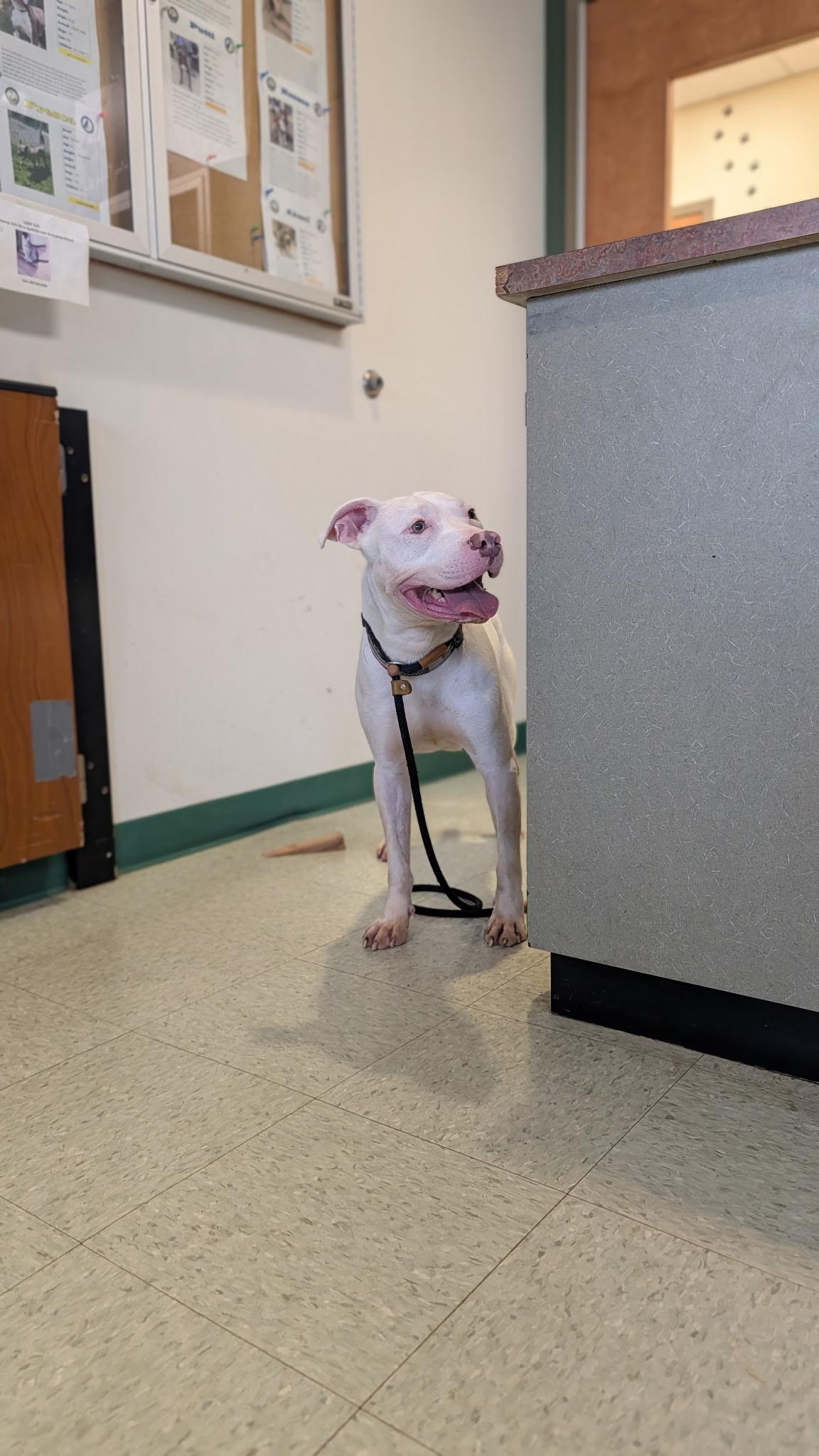 Enlarge Gridley A Loving Miracle Pup, an adopted mixed breed in Monroe Twp, NJ image 6/6