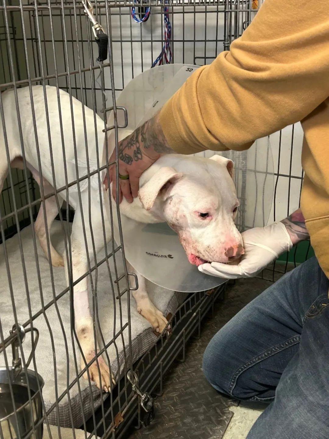 Enlarge Gridley A Loving Miracle Pup, an adopted mixed breed in Monroe Twp, NJ image 5/6