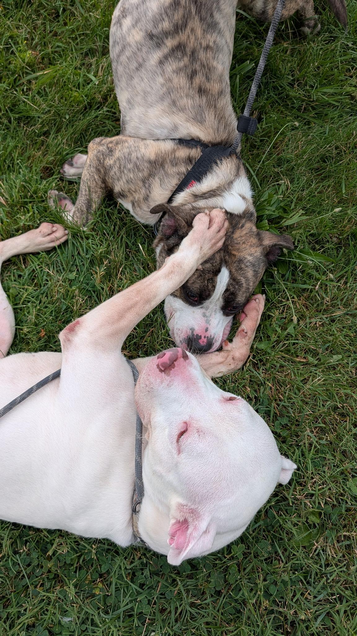 Enlarge Gridley A Loving Miracle Pup, an adopted mixed breed in Monroe Twp, NJ image 3/6