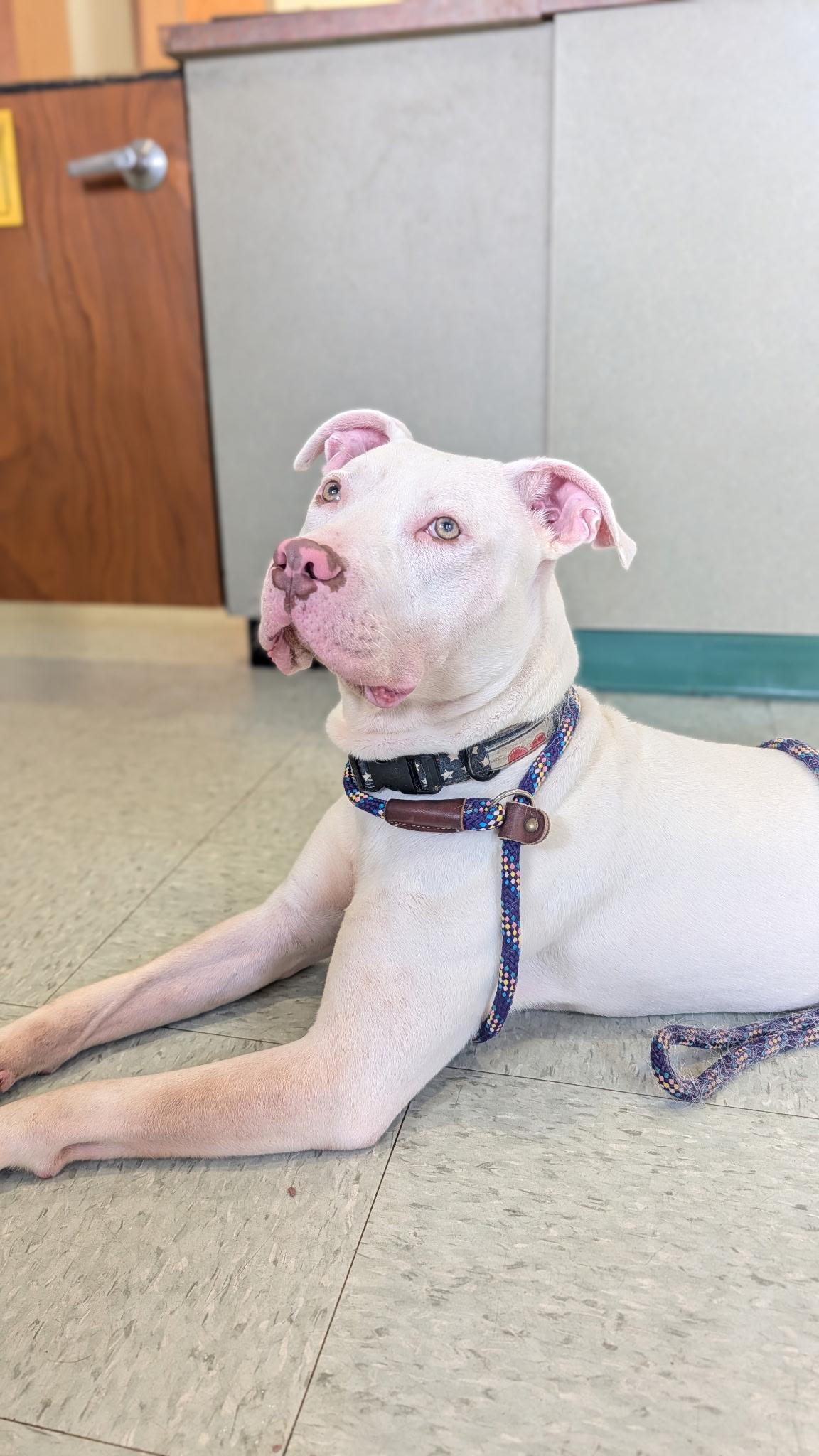 Enlarge Gridley A Loving Miracle Pup, an adopted mixed breed in Monroe Twp, NJ image 2/6
