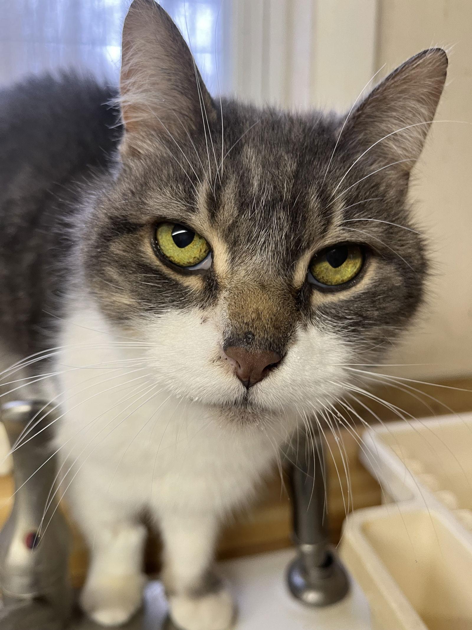 Quinn, Adoptable, Senior Male Domestic Short Hair.