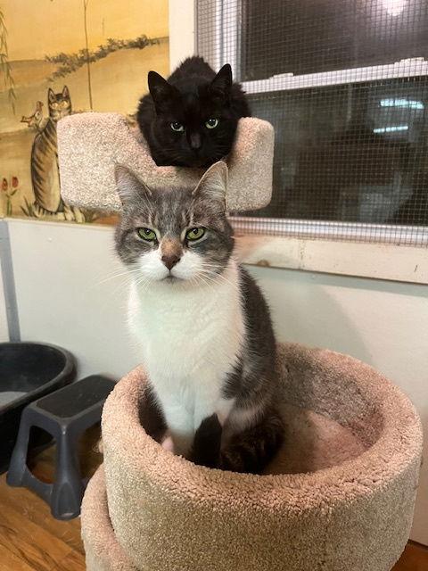 Quinn, a Adoptable Domestic Short Hair in Trexlertown, PA image 2/3