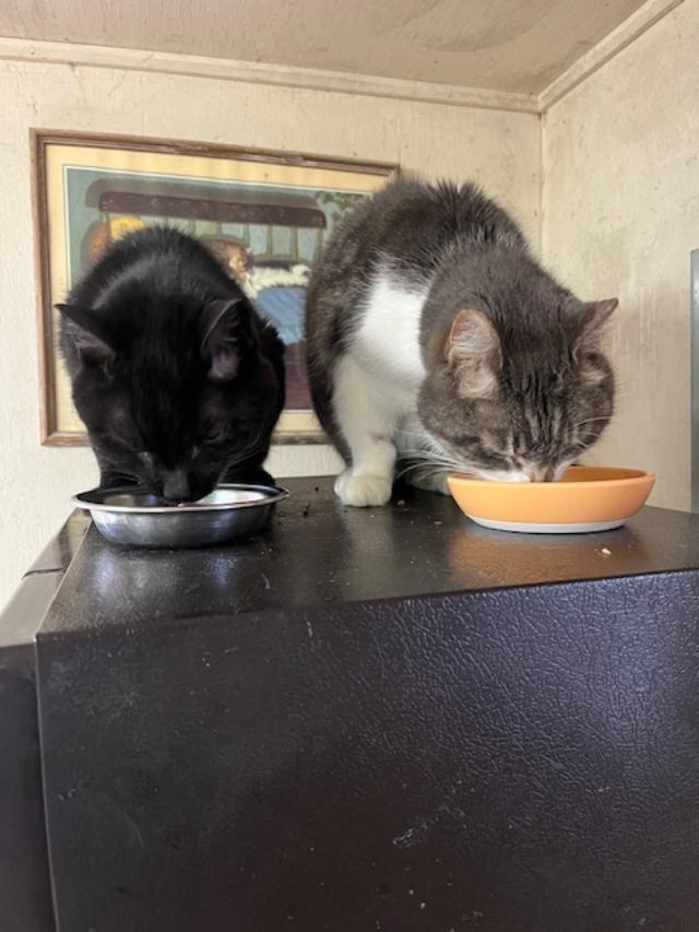 Quinn, Adoptable, Senior Male Domestic Short Hair.