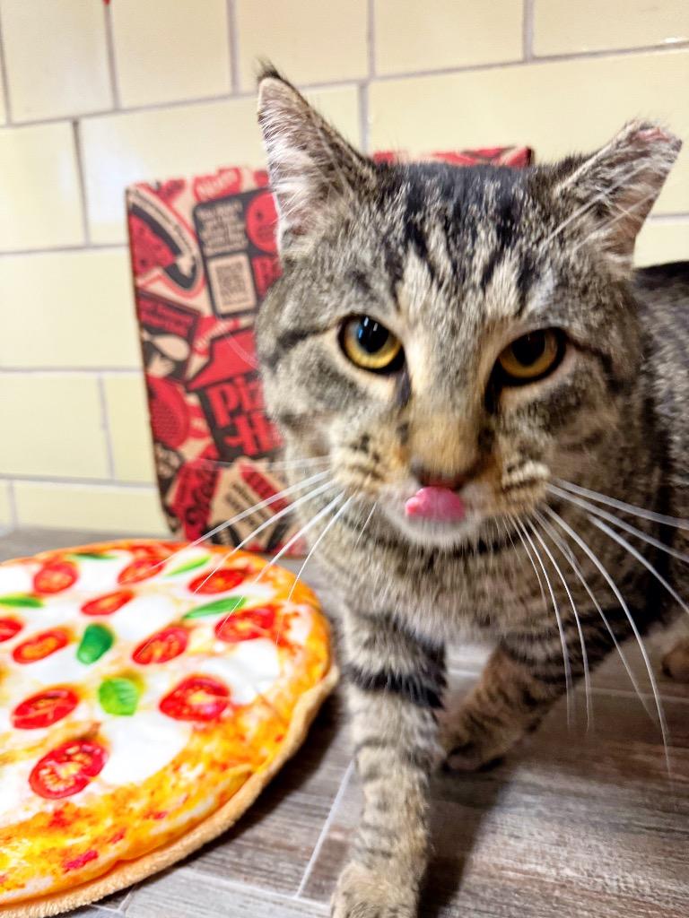 Enlarge Pizza Cat, a Adoptable mixed breed in Effingham, IL image 2/5