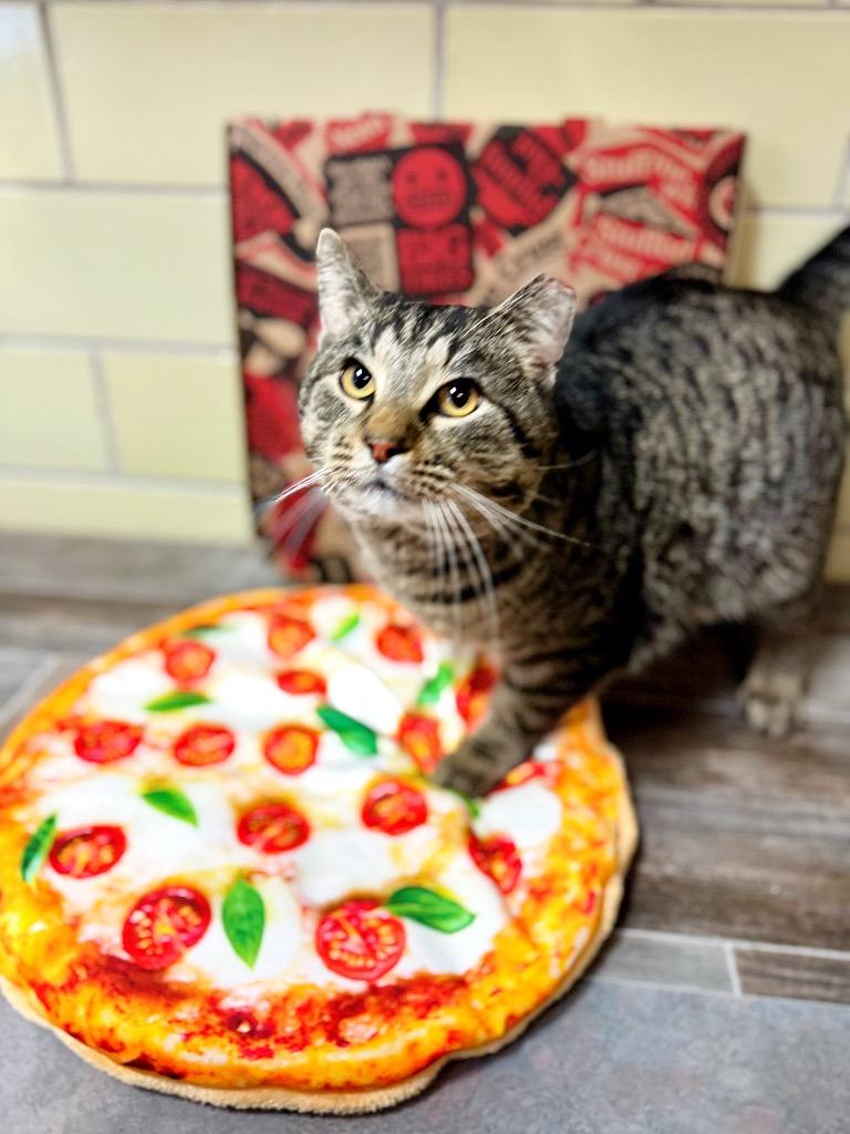 Enlarge Pizza Cat, a Adoptable mixed breed in Effingham, IL image 2/5