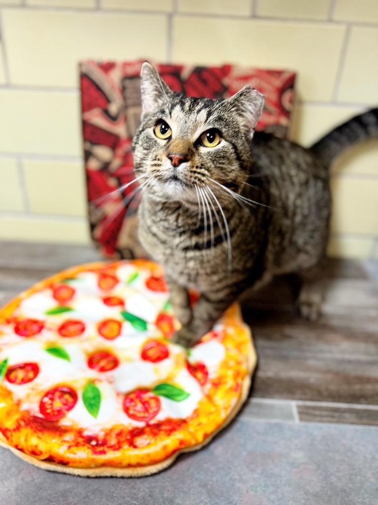 Enlarge Pizza Cat, a Adoptable mixed breed in Effingham, IL image 3/5