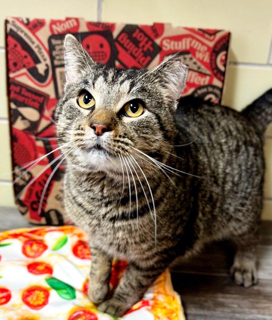 Enlarge Pizza Cat, a Adoptable mixed breed in Effingham, IL image 4/5