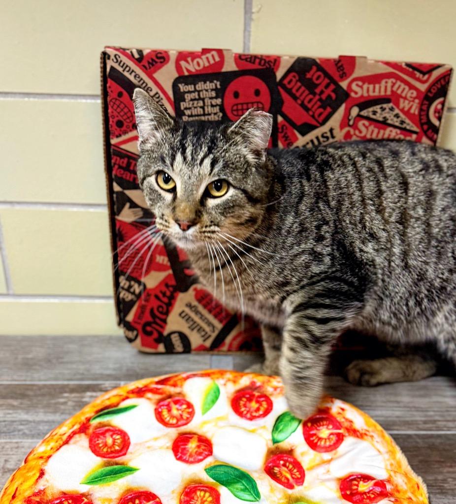 Enlarge Pizza Cat, a Adoptable mixed breed in Effingham, IL image 5/5