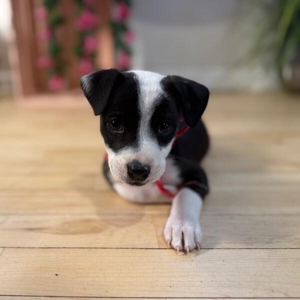 Penelope sweet stuff