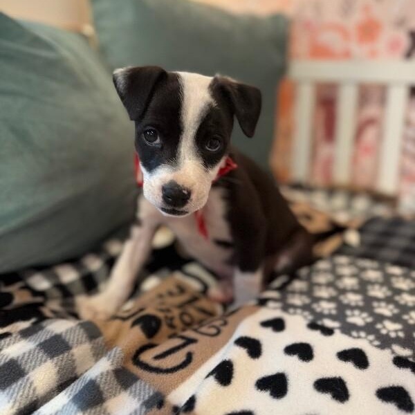 Penelope sweet stuff — thumbnail 2