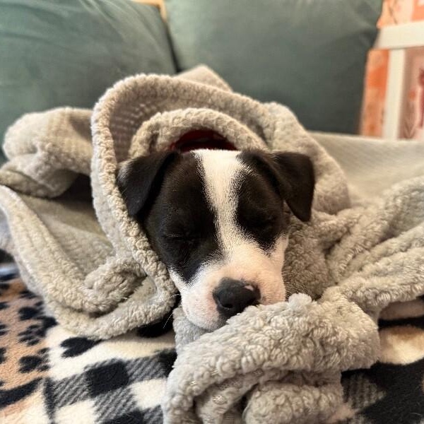 Penelope sweet stuff — thumbnail 4