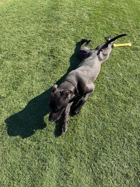 Enlarge Apple Pie, a ADOPTABLE mixed breed in Albemarle, NC image 4/5