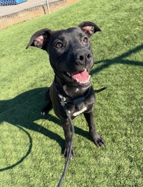 Enlarge Apple Pie, a ADOPTABLE mixed breed in Albemarle, NC image 1/5