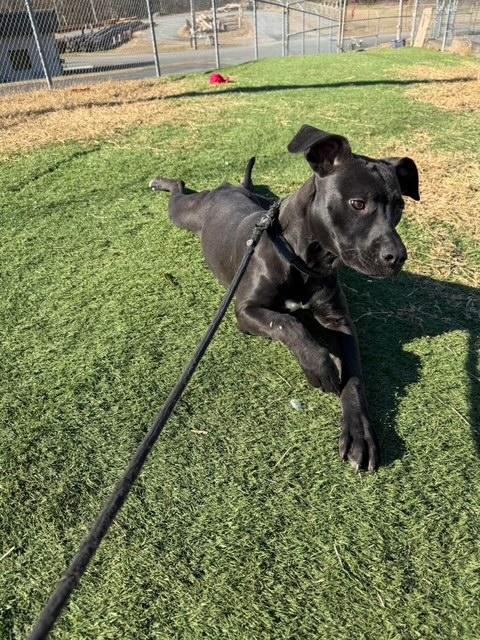 Enlarge Apple Pie, a ADOPTABLE mixed breed in Albemarle, NC image 3/5