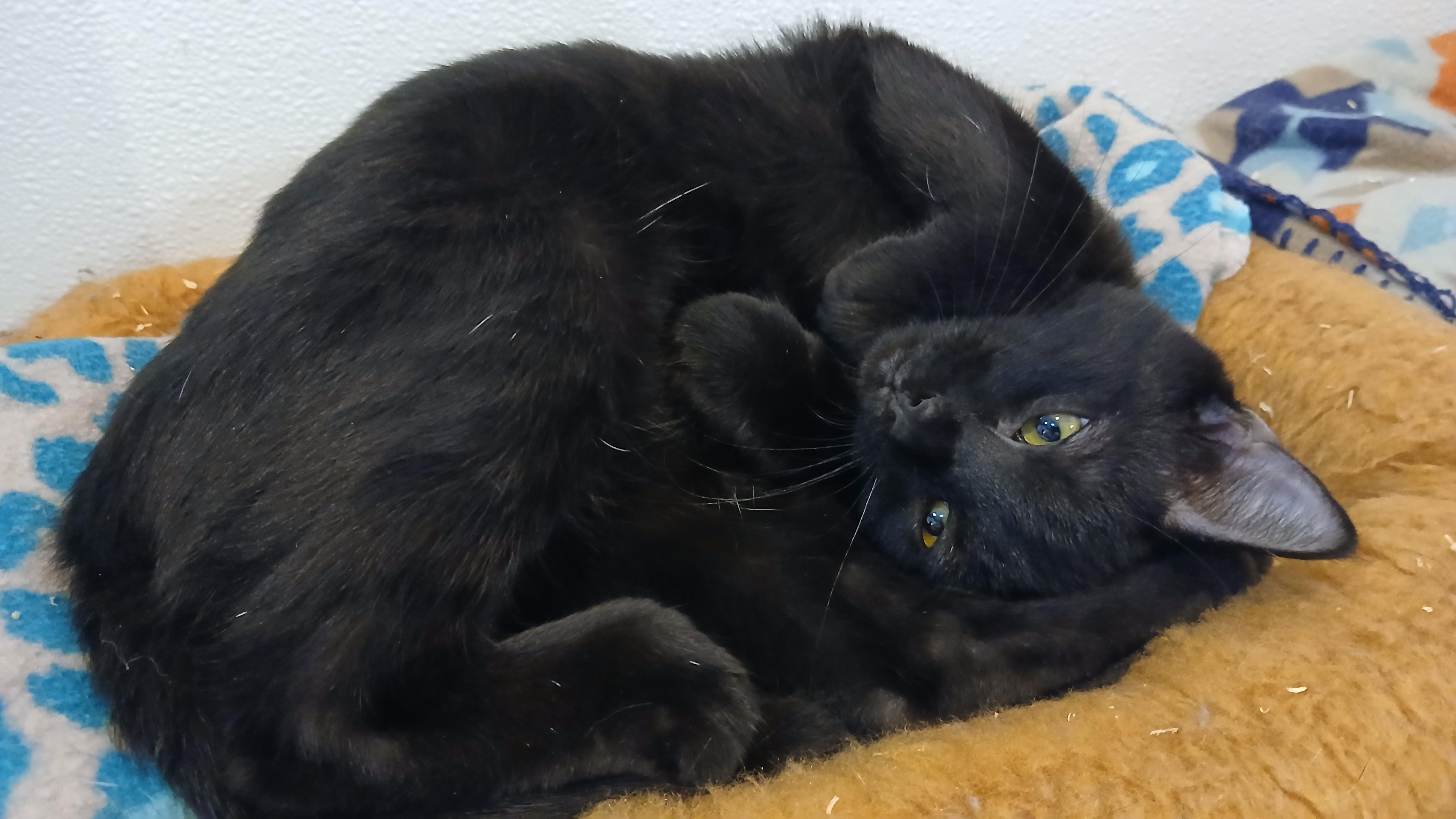 Enlarge Peter, a Adopted Domestic Short Hair in Cullowhee, NC image 6/6