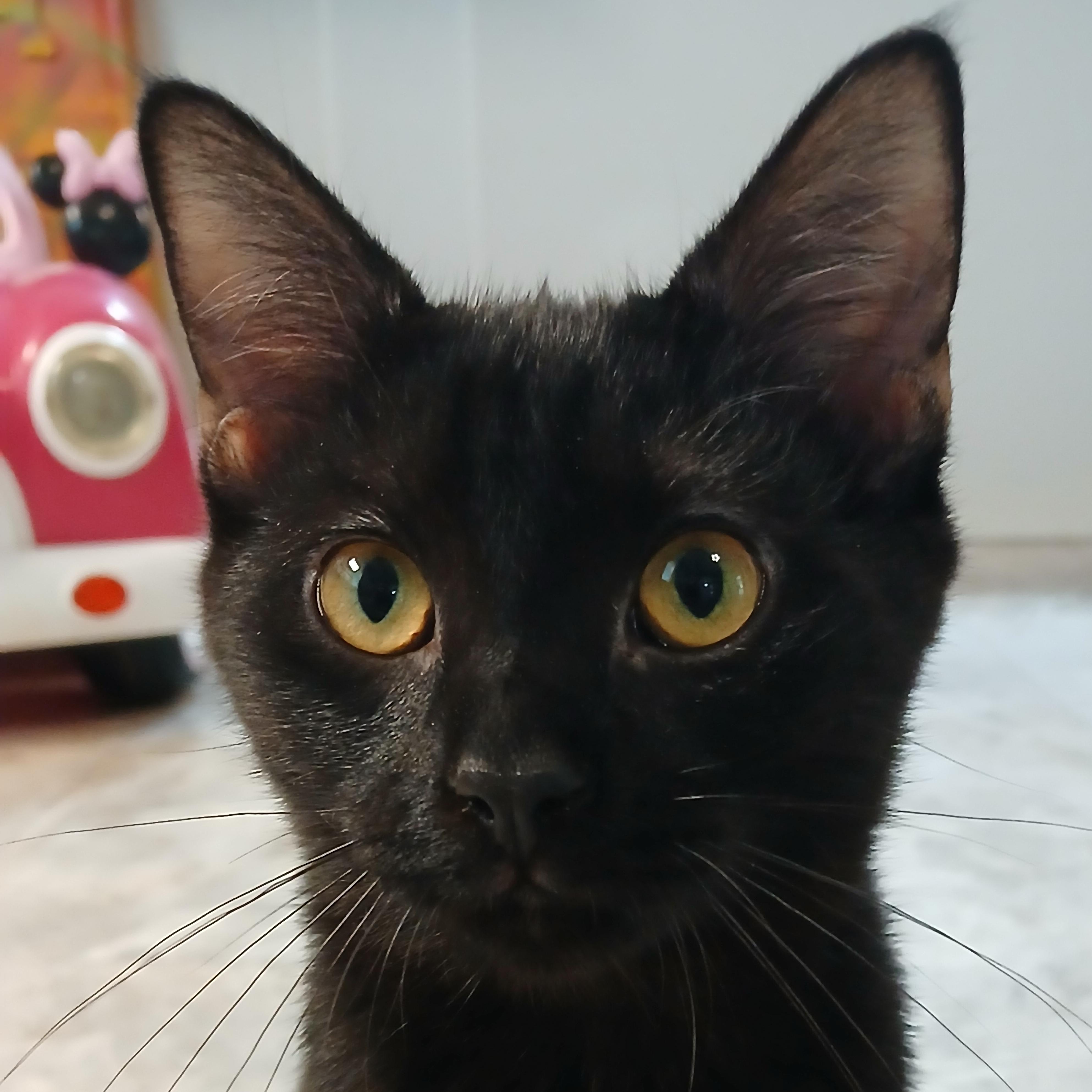 Peter, Adopted, Kitten Male Domestic Short Hair.