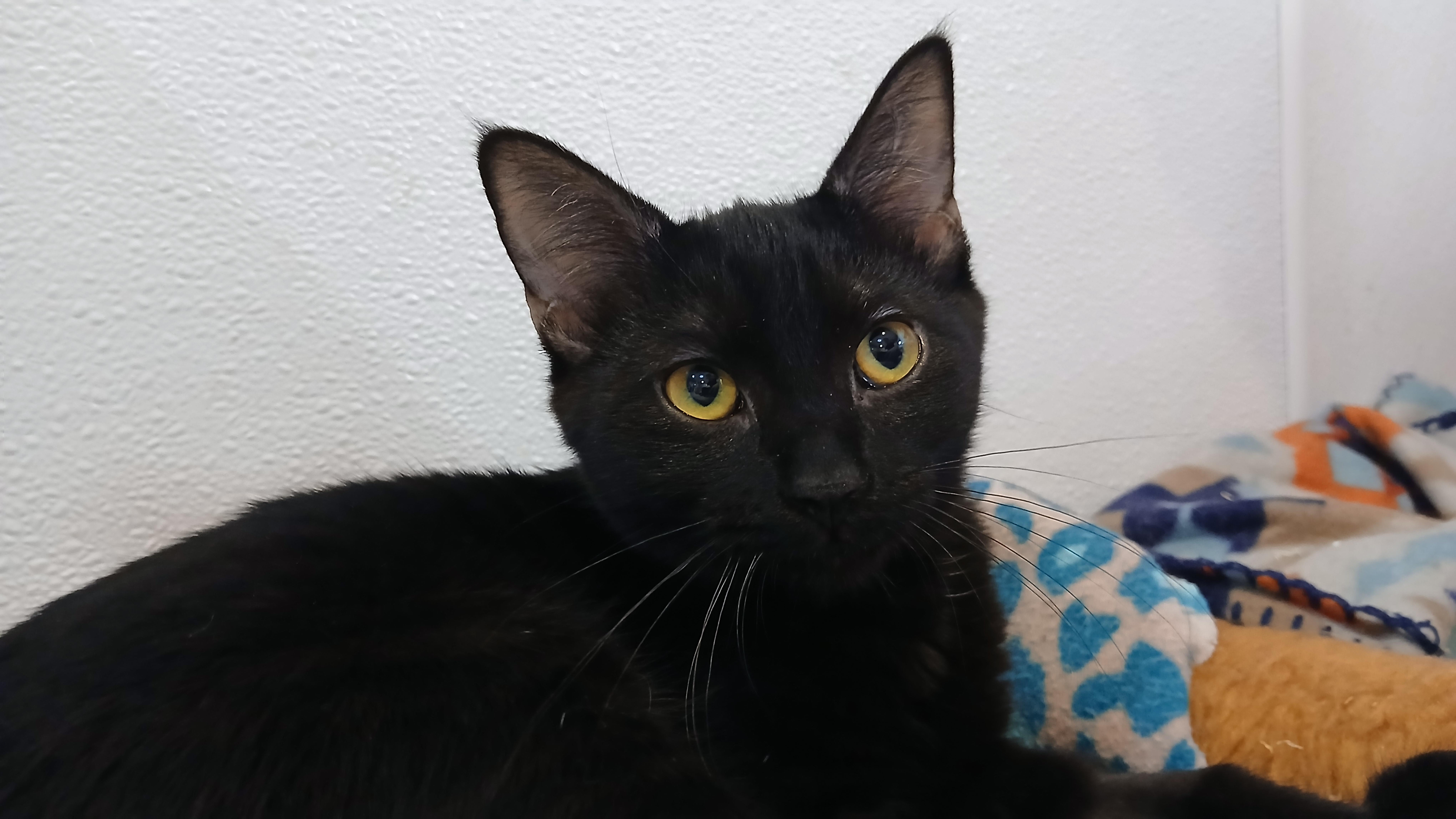 Enlarge Peter, a Adopted Domestic Short Hair in Cullowhee, NC image 3/6