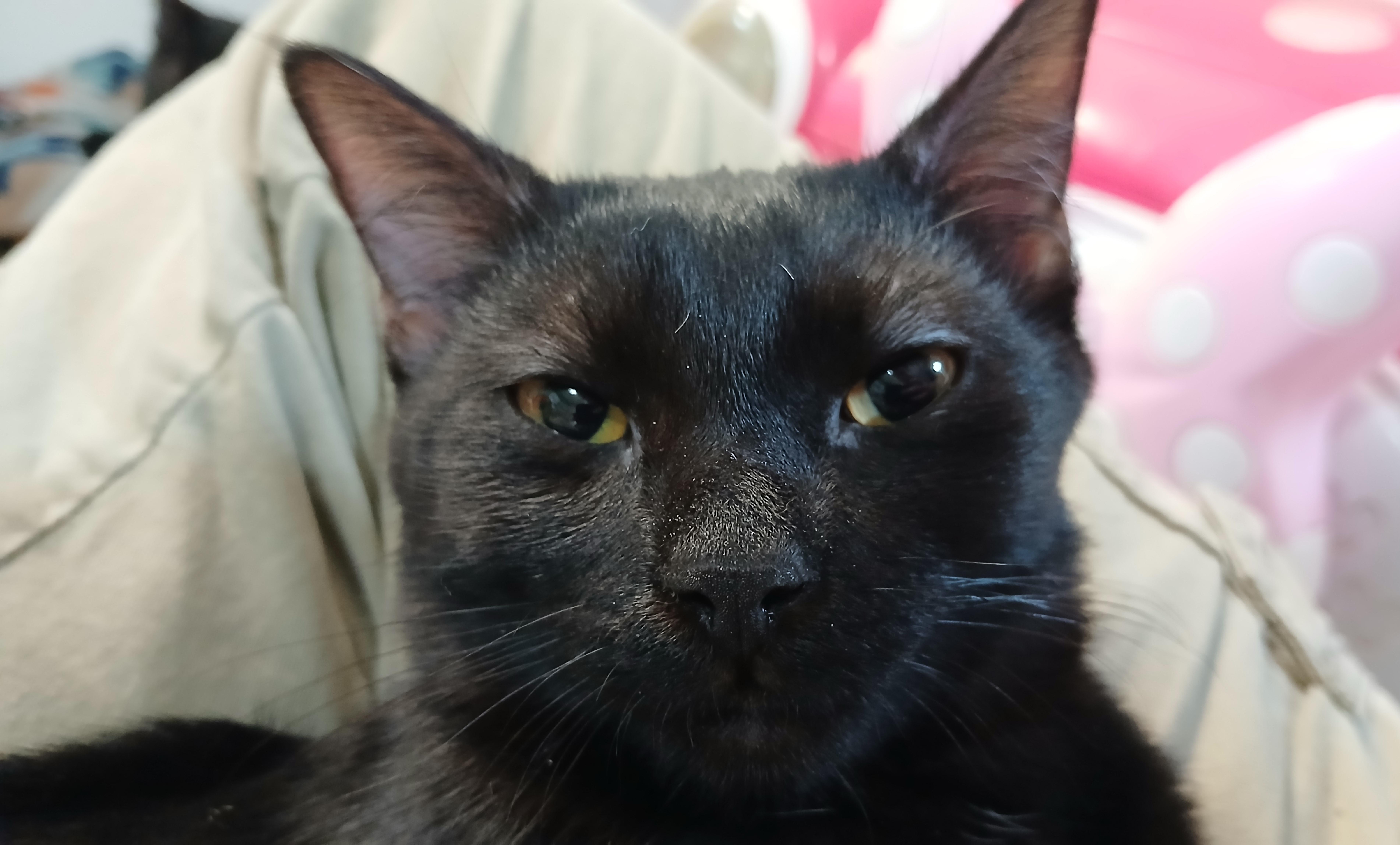 Enlarge Peter, a Adopted Domestic Short Hair in Cullowhee, NC image 4/6