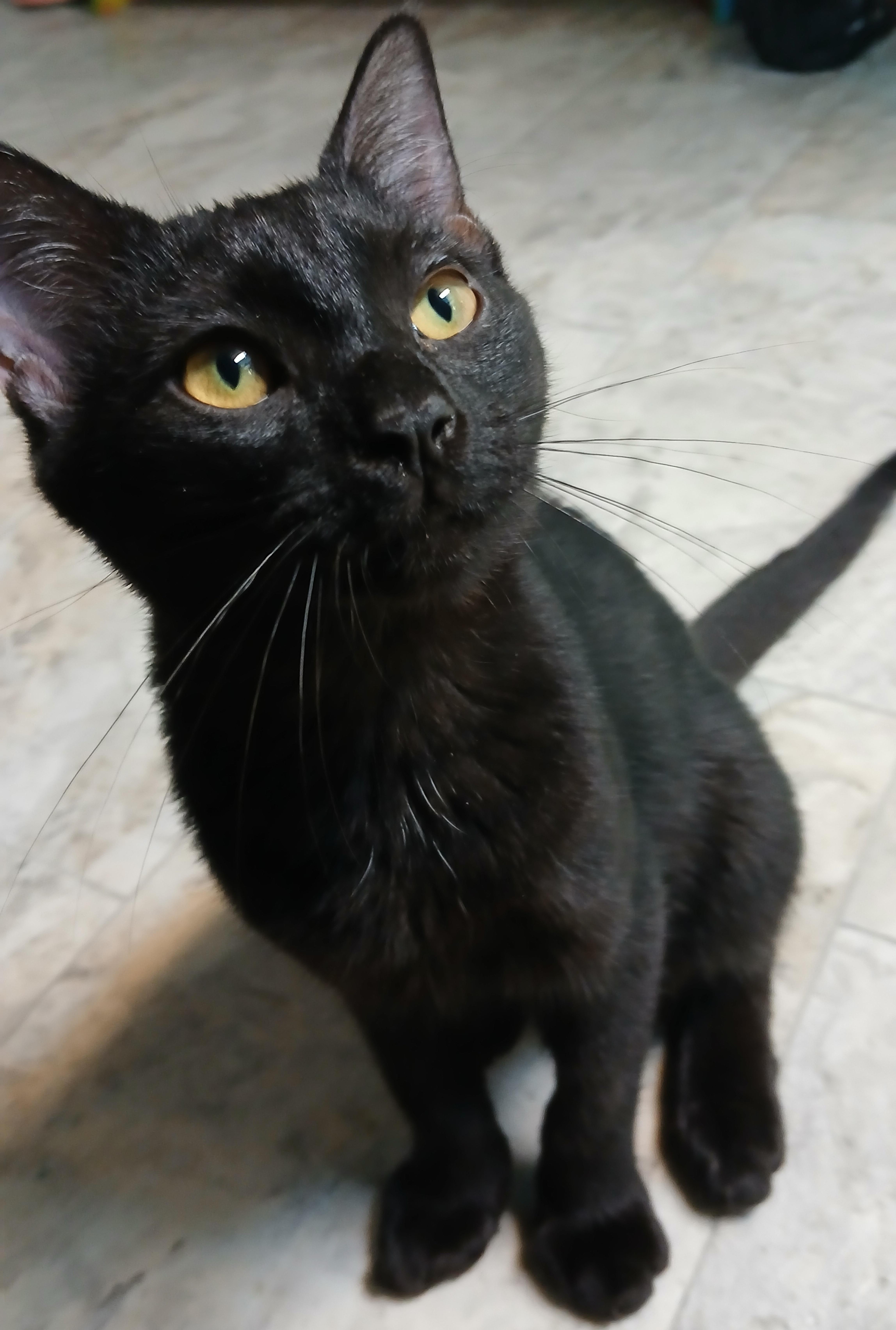 Enlarge Peter, a Adopted Domestic Short Hair in Cullowhee, NC image 5/6