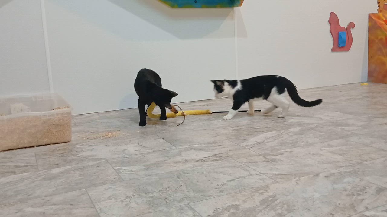 Enlarge Peter, a Adopted Domestic Short Hair in Cullowhee, NC video 2/6