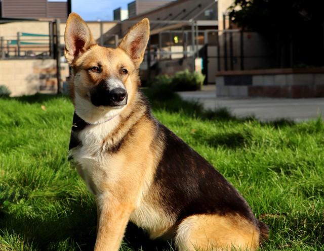 TIKI, Adoptable, Young Female German Shepherd Dog.