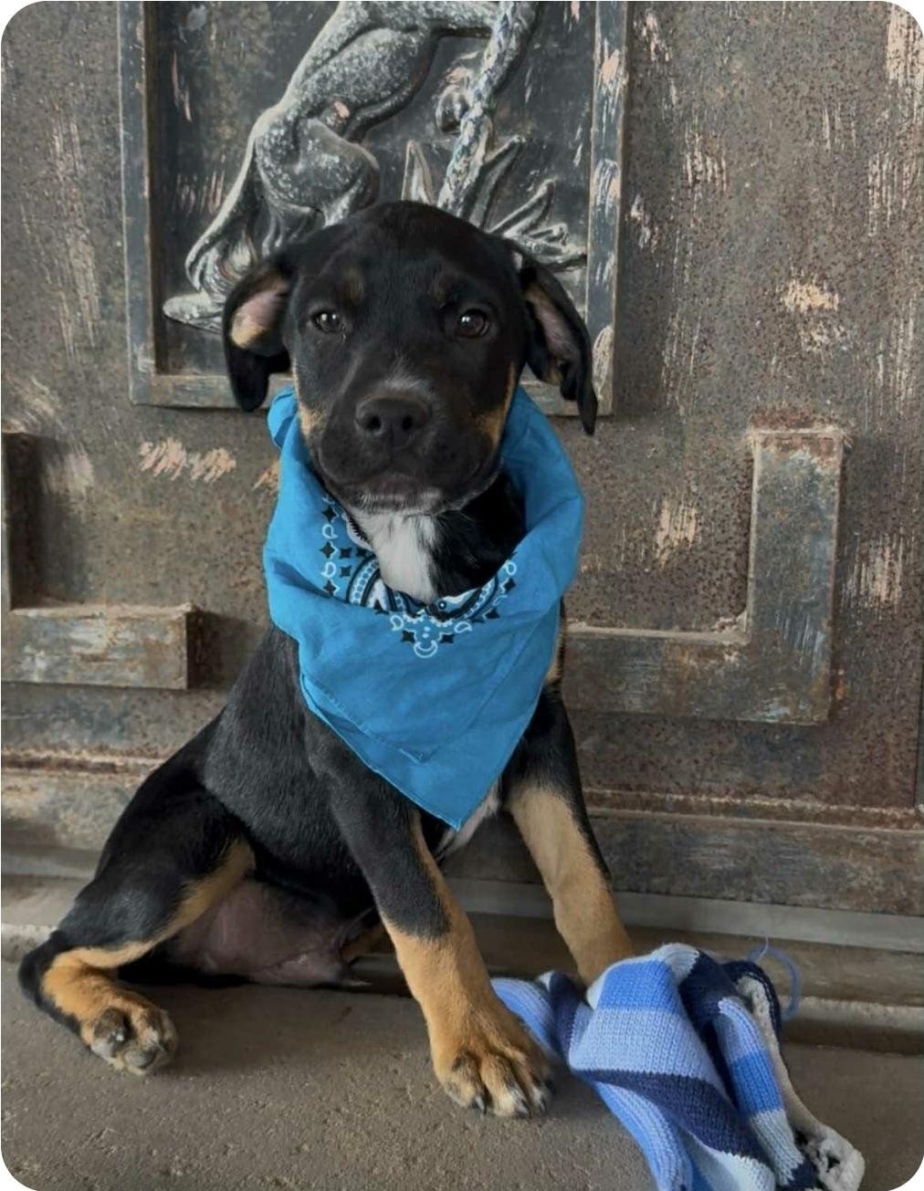 Enlarge Hank, a Adoptable mixed breed in Paramus, NJ image 2/6