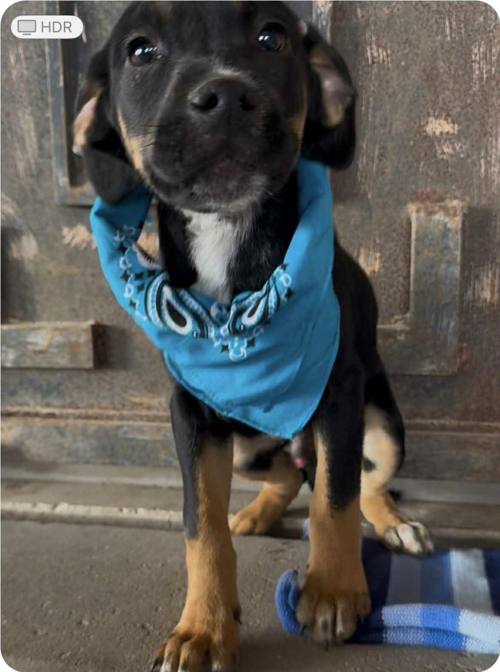 Enlarge Hank, a Adoptable mixed breed in Paramus, NJ image 3/6