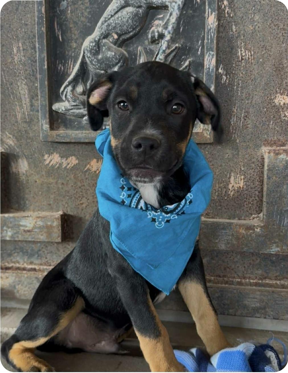 Enlarge Hank, a Adoptable mixed breed in Paramus, NJ image 4/6