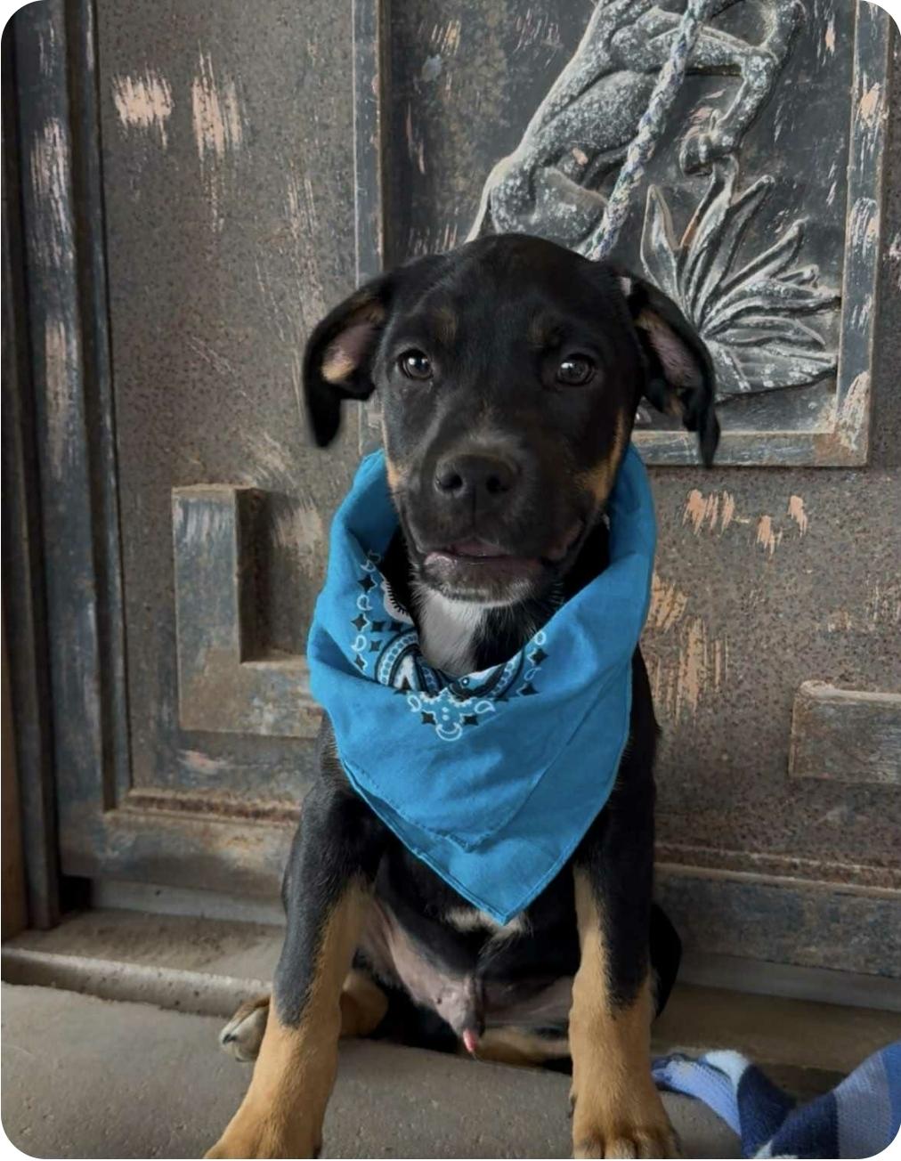 Enlarge Hank, a Adoptable mixed breed in Paramus, NJ image 5/6