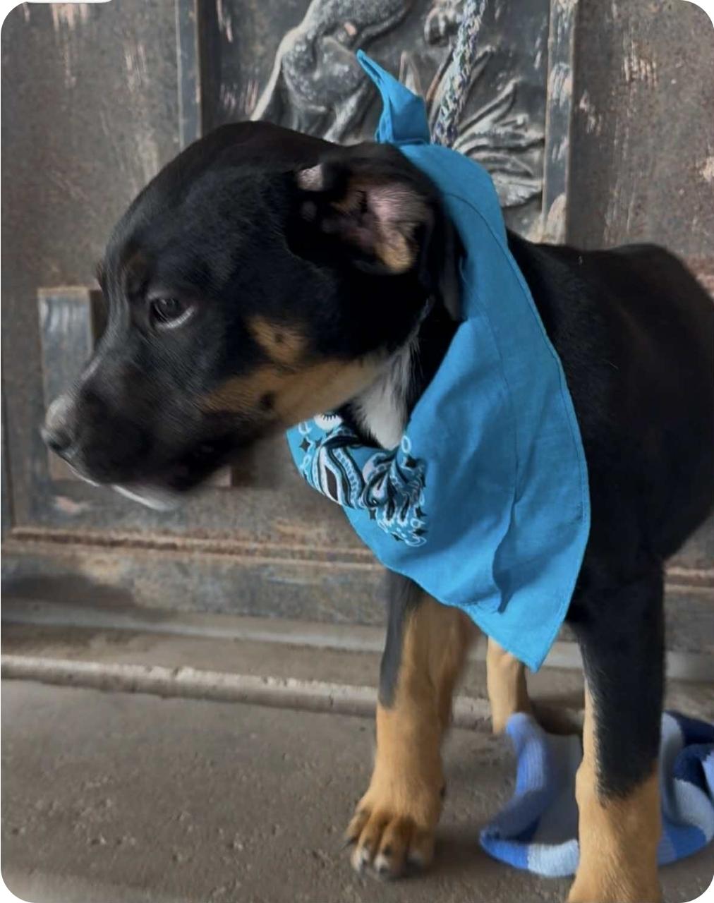 Enlarge Hank, a Adoptable mixed breed in Paramus, NJ image 6/6