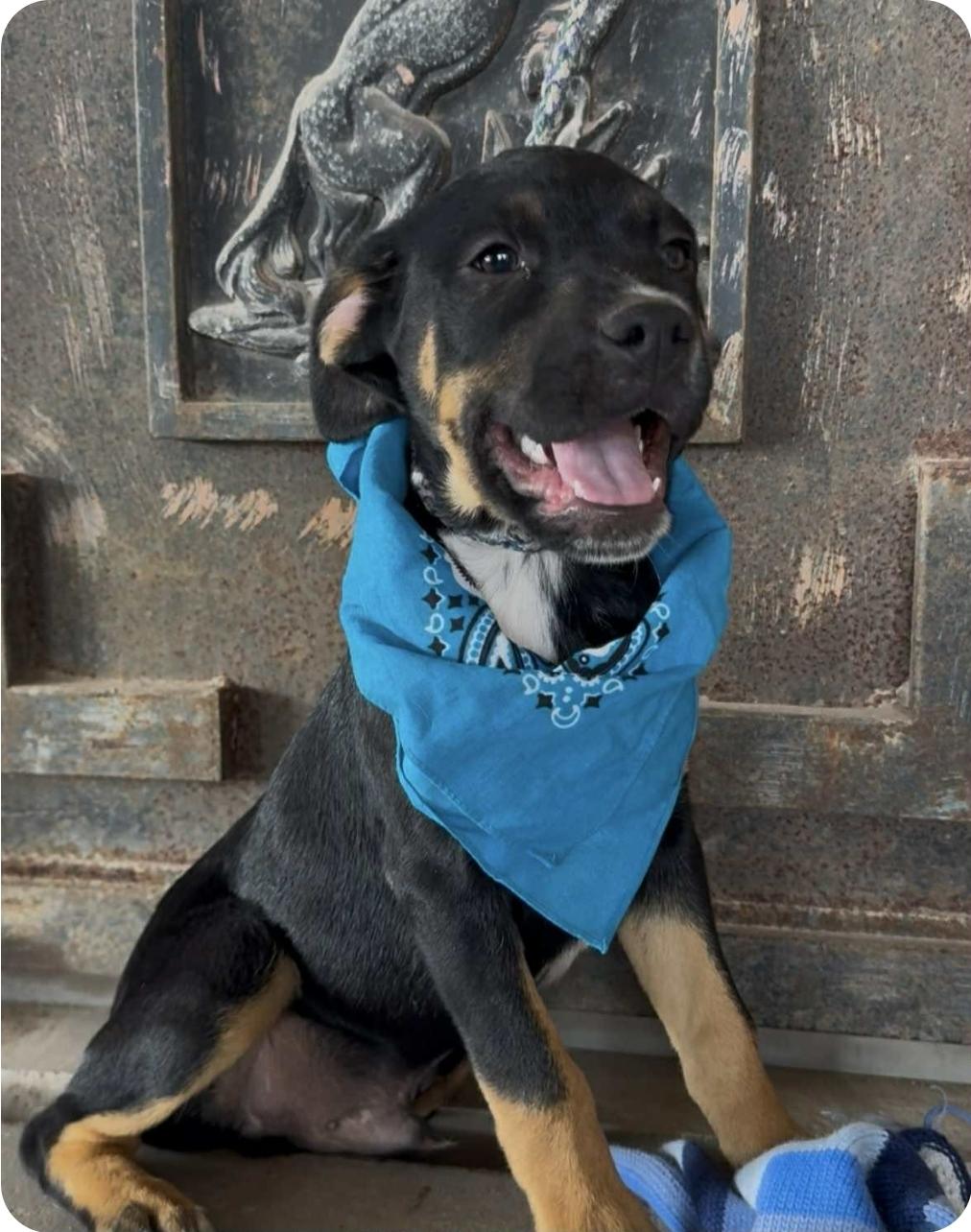 Enlarge Hank, a Adoptable mixed breed in Paramus, NJ image 1/6