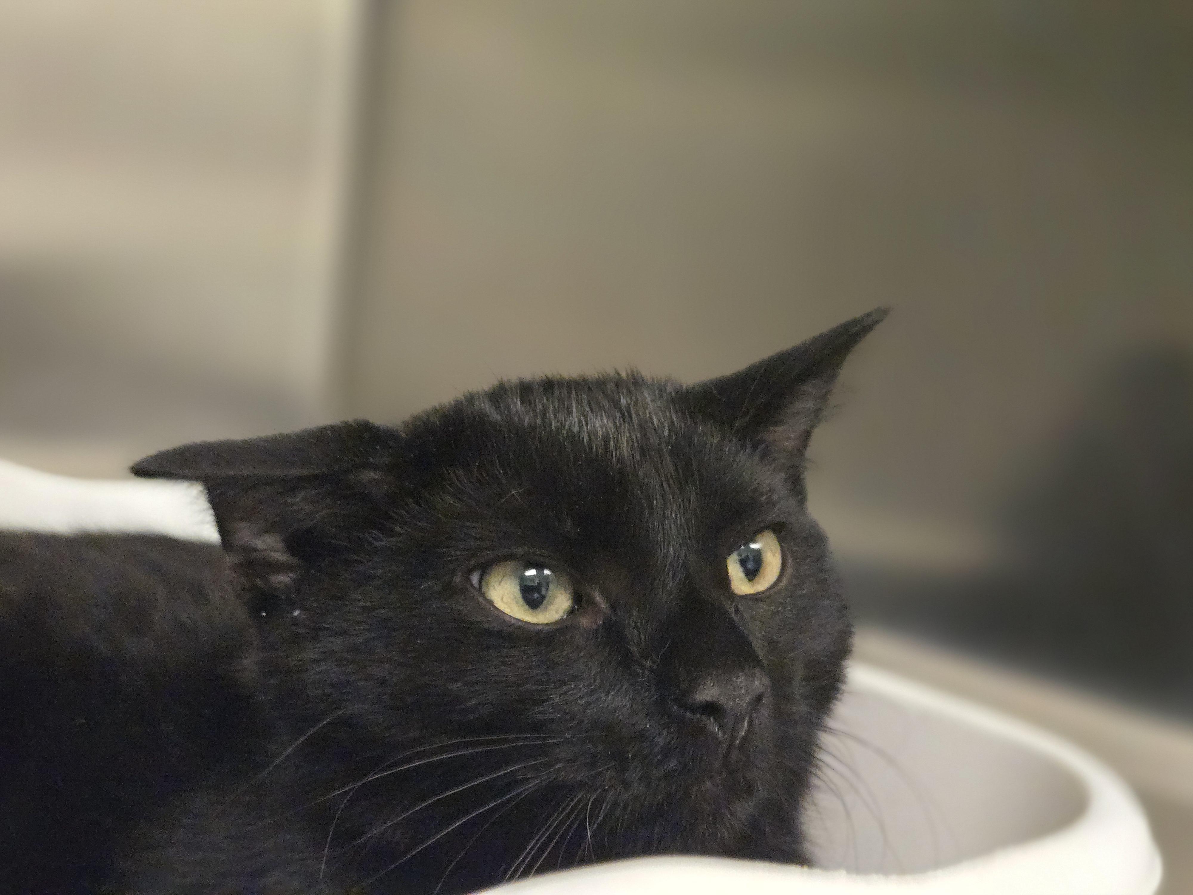 Thalassa, a ADOPTABLE Domestic Short Hair in Paris, ME image 2/2