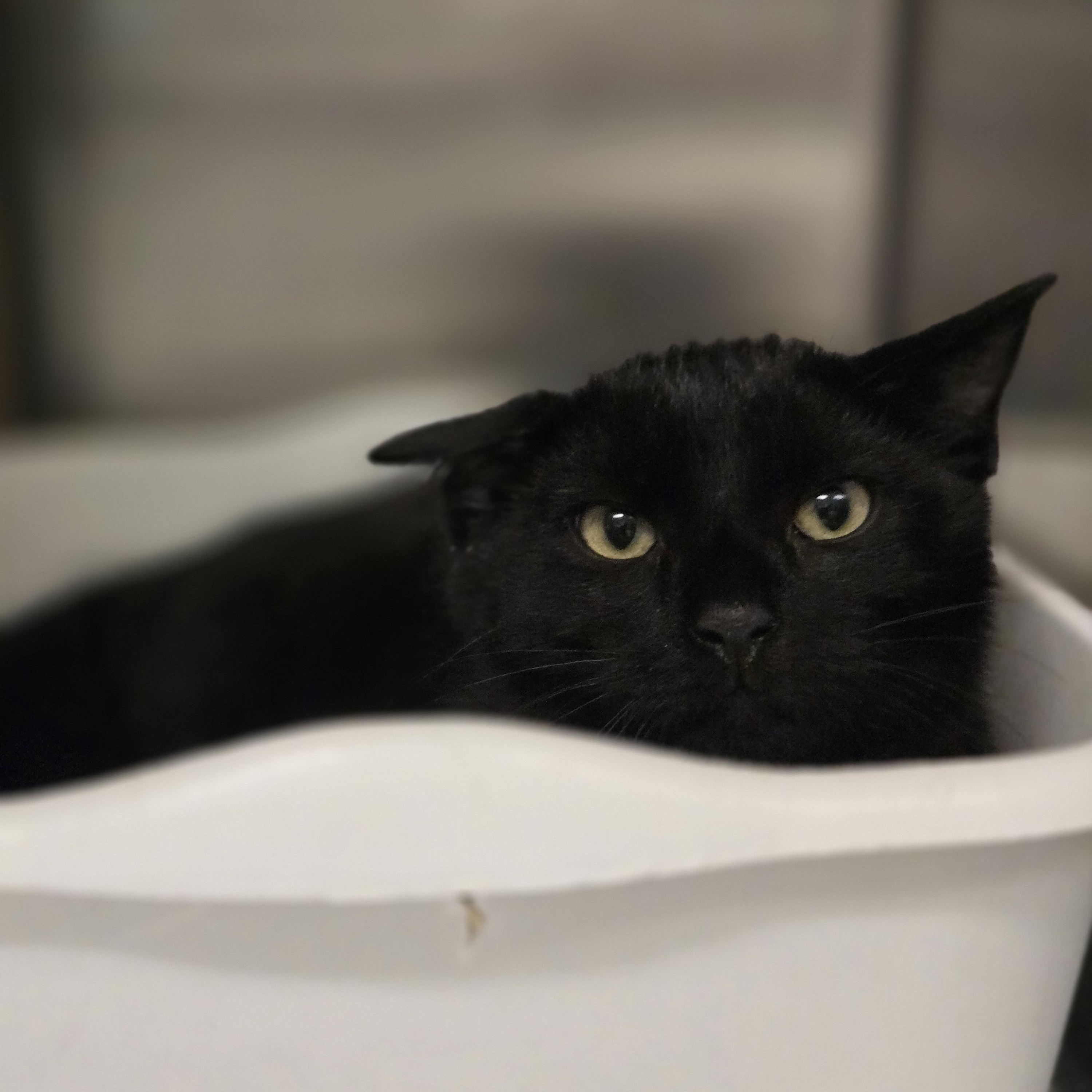 Thalassa, ADOPTABLE, Young Male Domestic Short Hair.