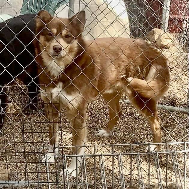 Rusty, Adopted, Adult Male Alaskan Malamute.