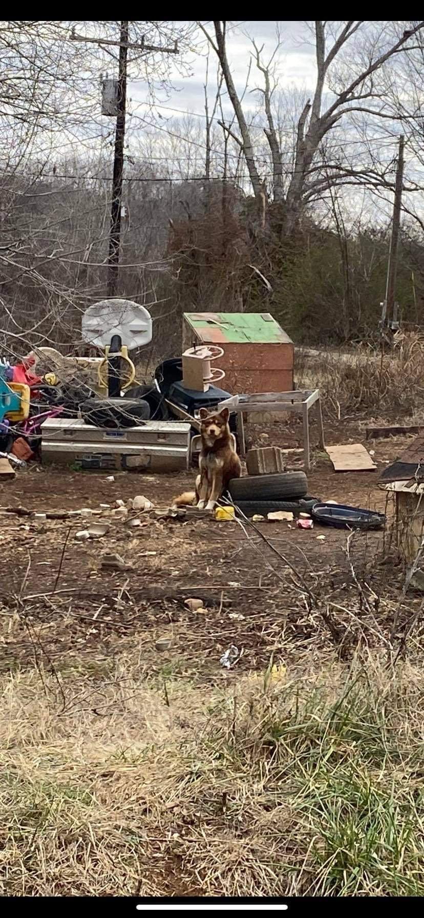 Enlarge Rusty, a Adopted Alaskan Malamute in Piedmont, MO image 2/3
