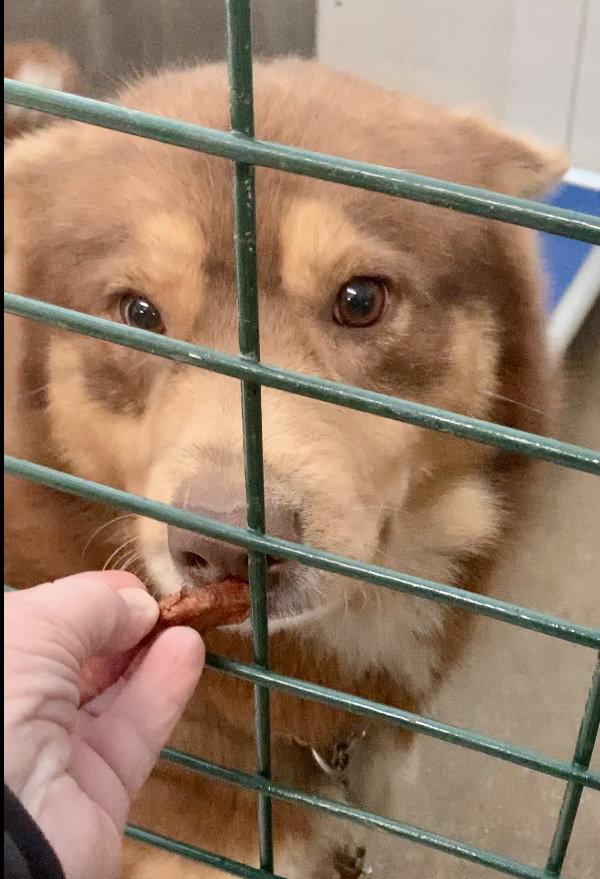 Enlarge Rusty, a Adopted Alaskan Malamute in Piedmont, MO image 3/3
