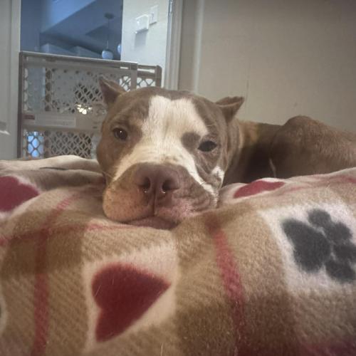 Calico, a Adoptable mixed breed in Austin, TX image 2/5
