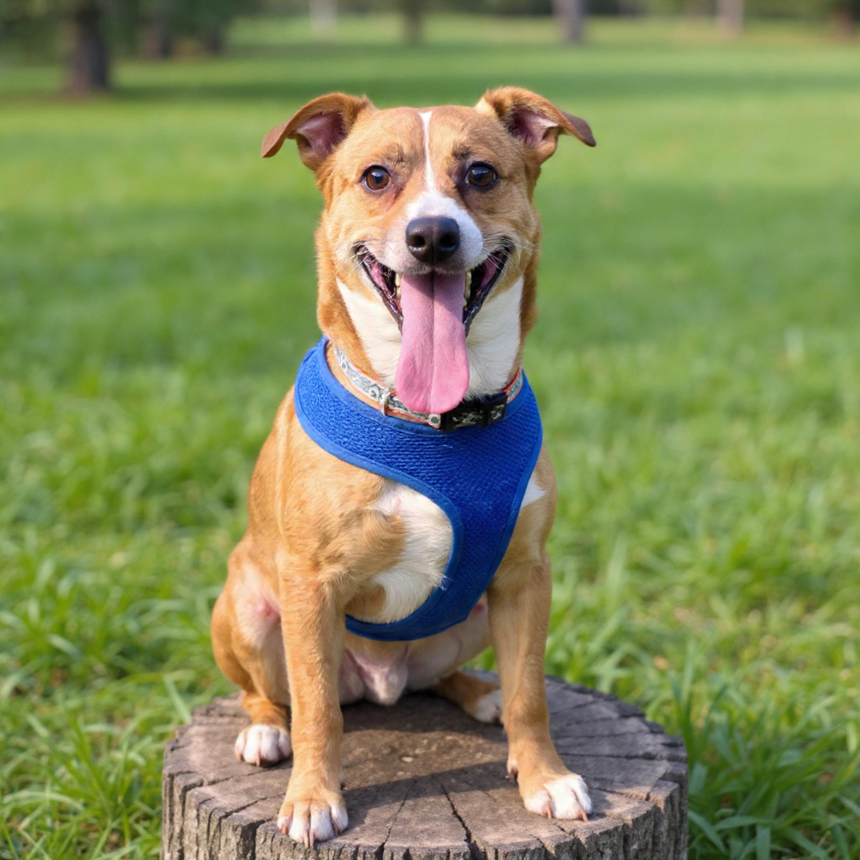 Charlie, ADOPTABLE, Young Male German Pinscher.