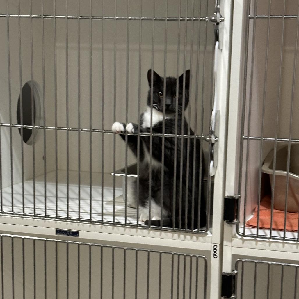 Enlarge Pavlov, a Adoptable Domestic Short Hair in Port Angeles, WA image 1/6