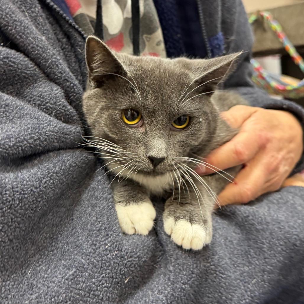 Enlarge Pavlov, a Adoptable Domestic Short Hair in Port Angeles, WA image 2/6