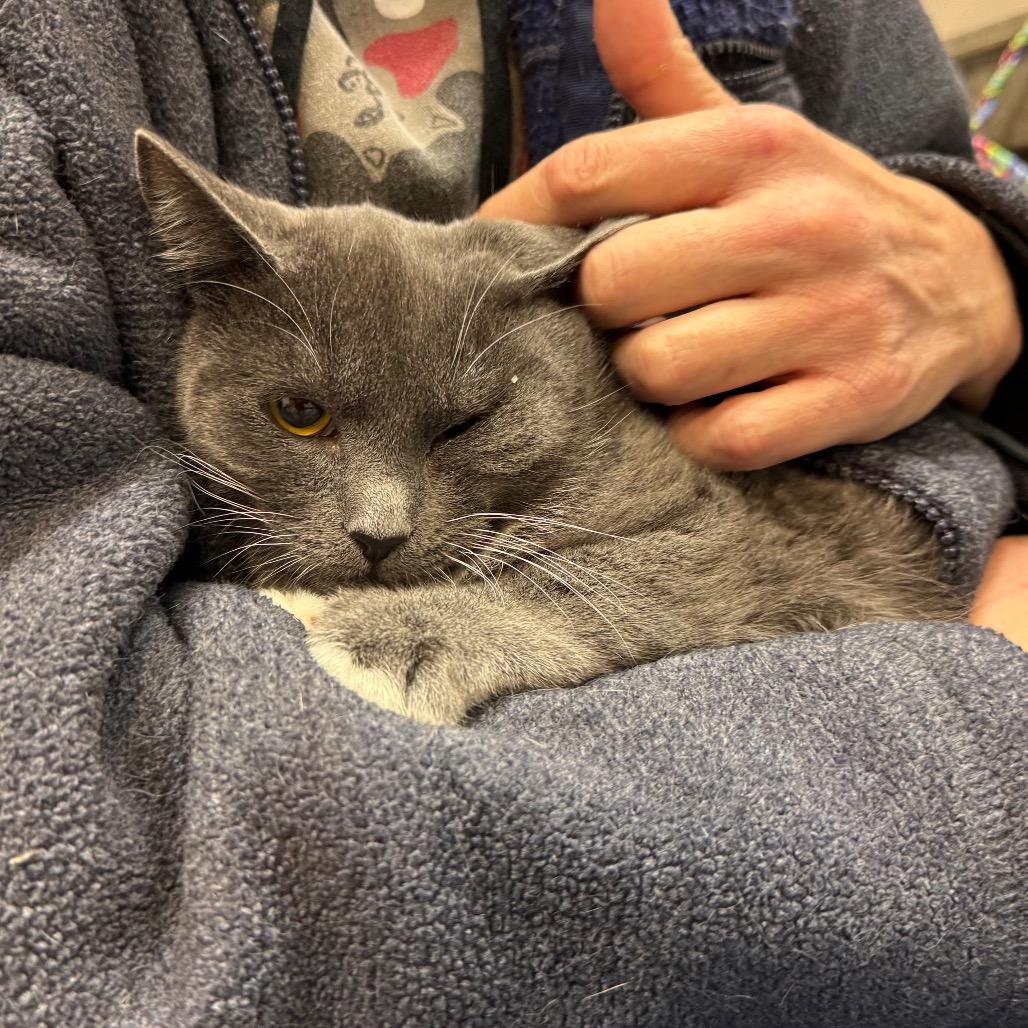 Enlarge Pavlov, a Adoptable Domestic Short Hair in Port Angeles, WA image 3/6