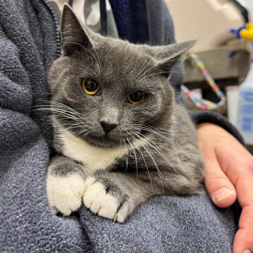 Enlarge Pavlov, a Adoptable Domestic Short Hair in Port Angeles, WA image 4/6