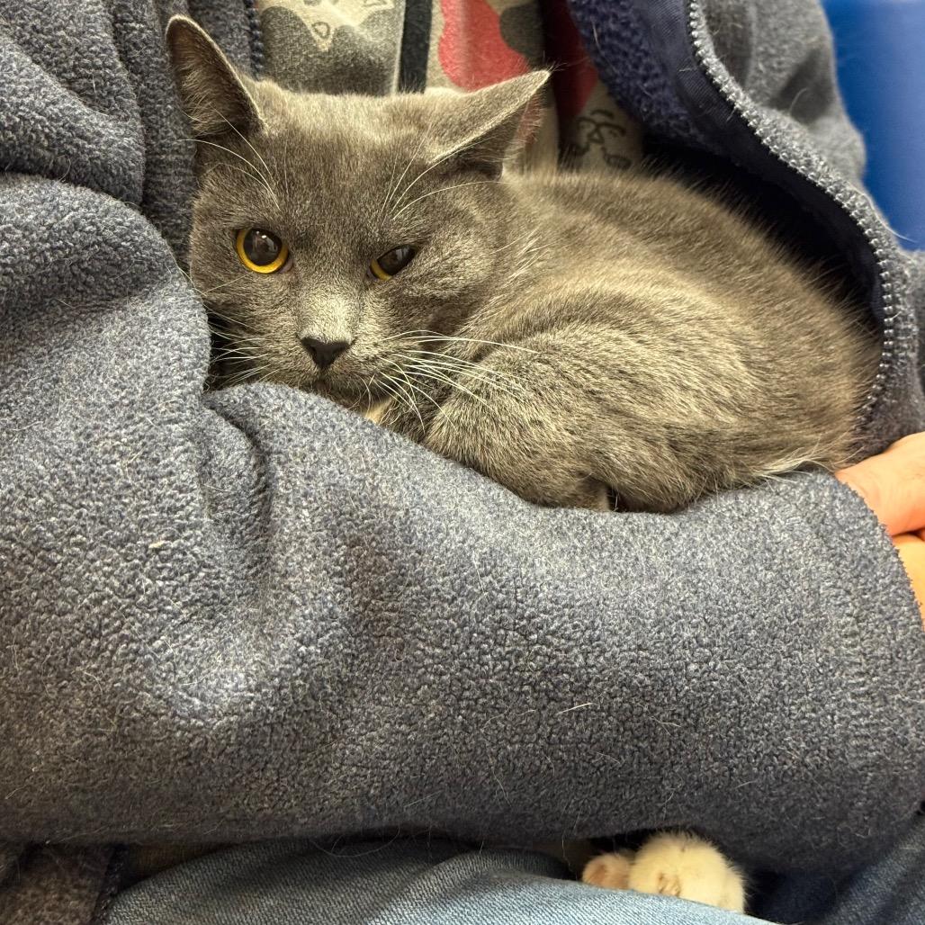 Enlarge Pavlov, a Adoptable Domestic Short Hair in Port Angeles, WA image 5/6